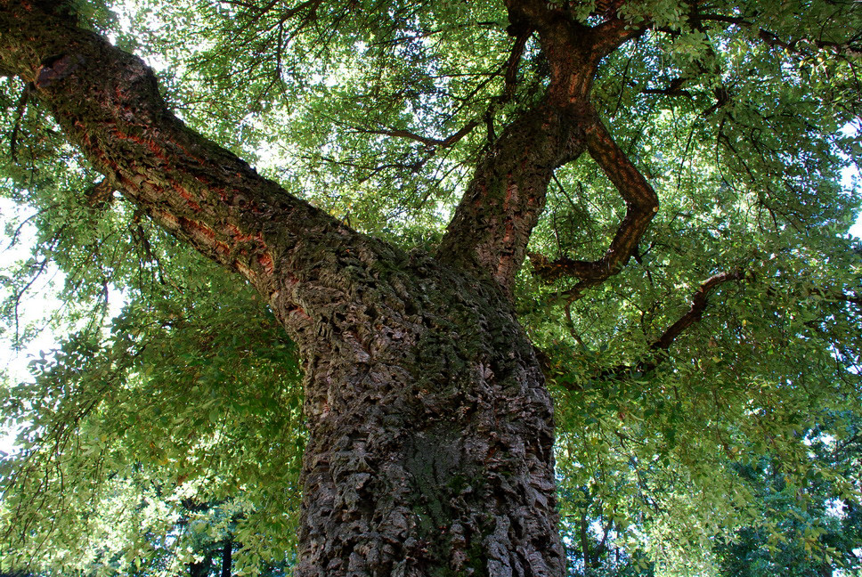 Orto Botanico_005.JPG - SUGHERA - Quercia da sughero